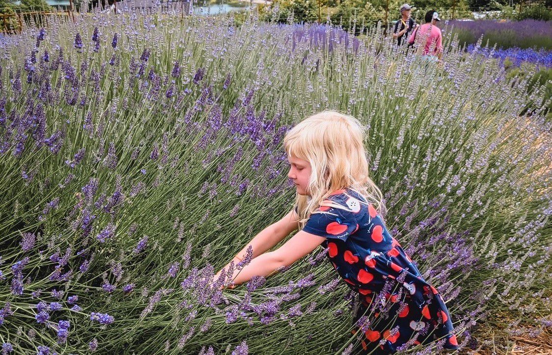 Sequim Lavender Festival And Other Seattle-Area Lavender Farms Planner